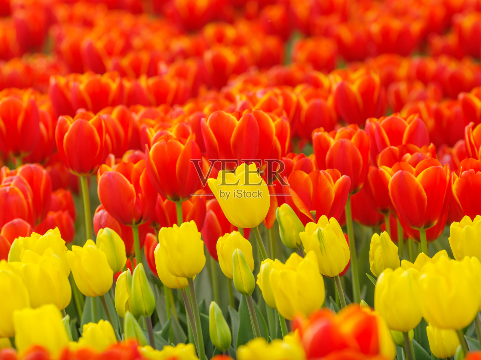 春季花卉系列，美丽的郁金香在郁金香田，模糊的前景和背景。背景图片素材
