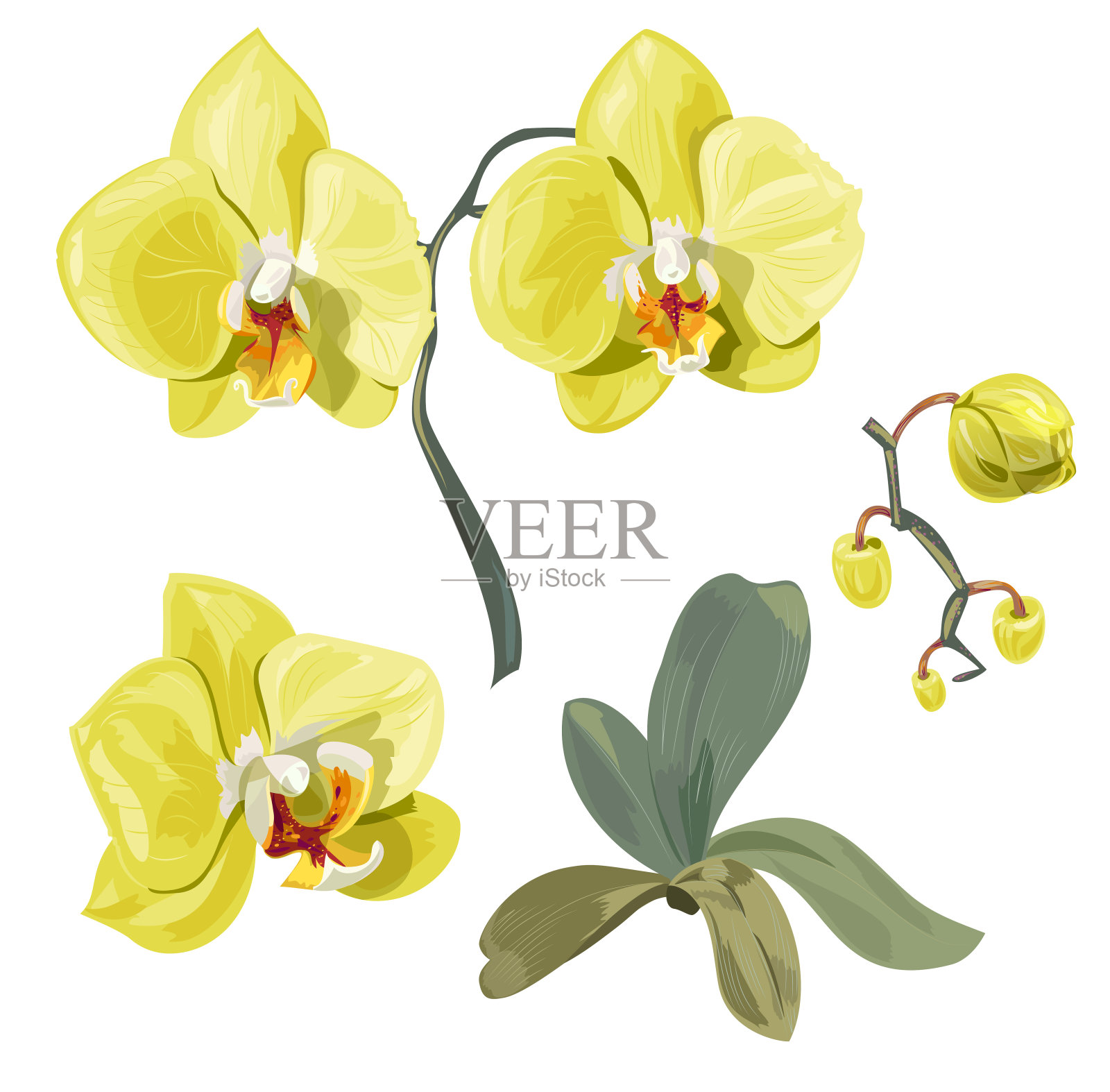 集蝴蝶兰，收集黄绿色的花，芽，绿色茎和叶在白色的背景，数字绘制热带植物，现实的矢量植物插图设计插画图片素材