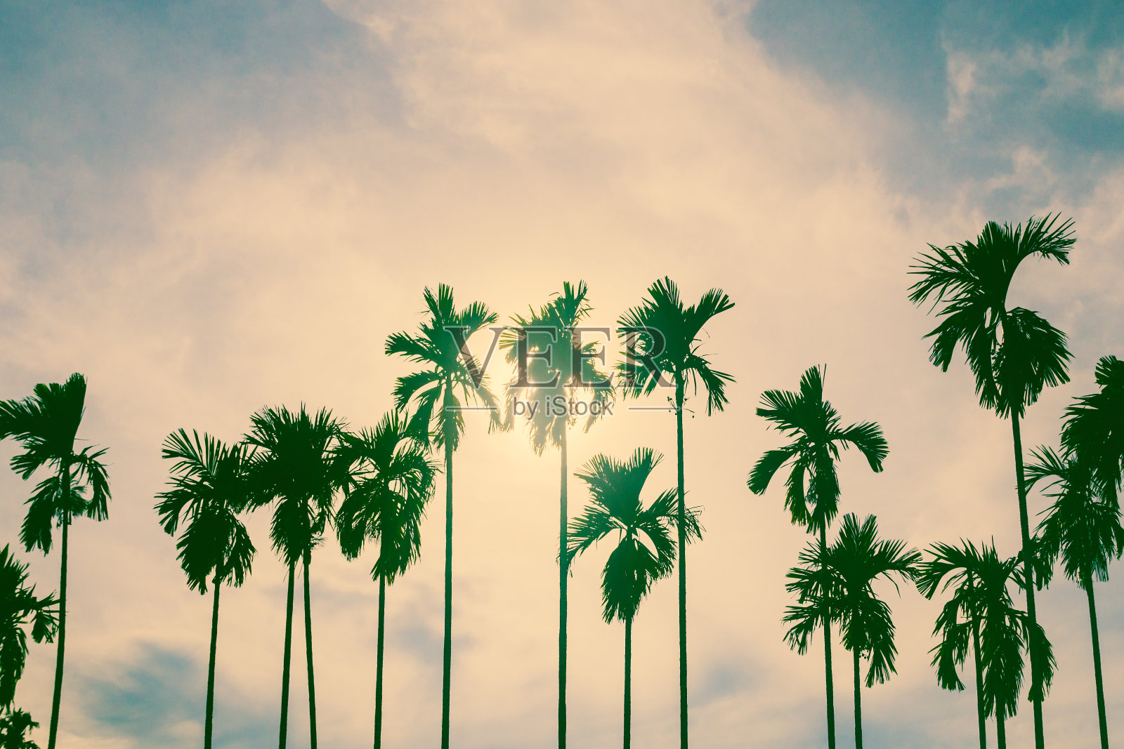 复古的棕榈树。照片摄影图片