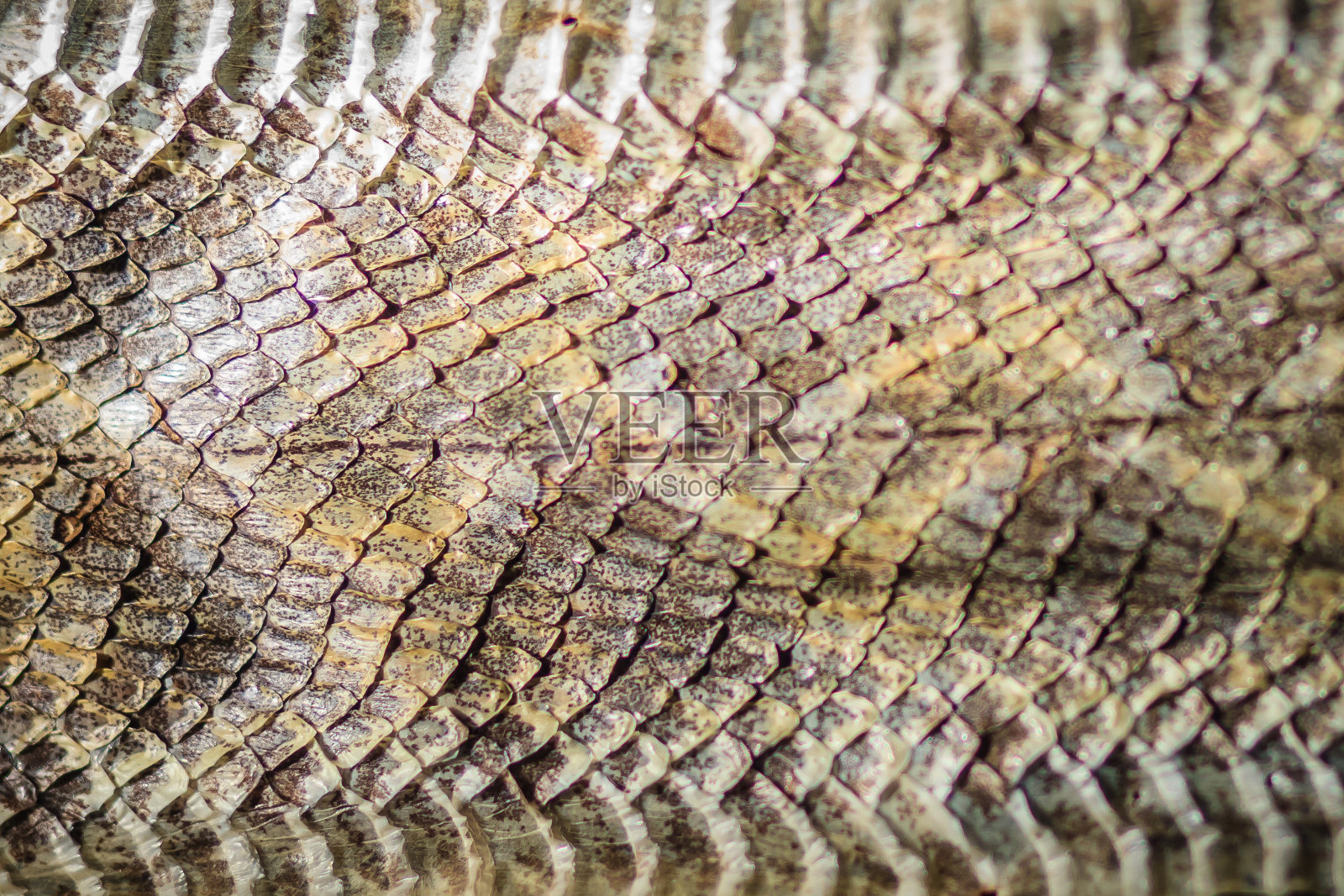 马来亚蝮蛇干蛇皮为背景。红唇蛇又称马来/马来西亚蝮蛇，是泰国和东南亚的一种危险蛇。照片摄影图片
