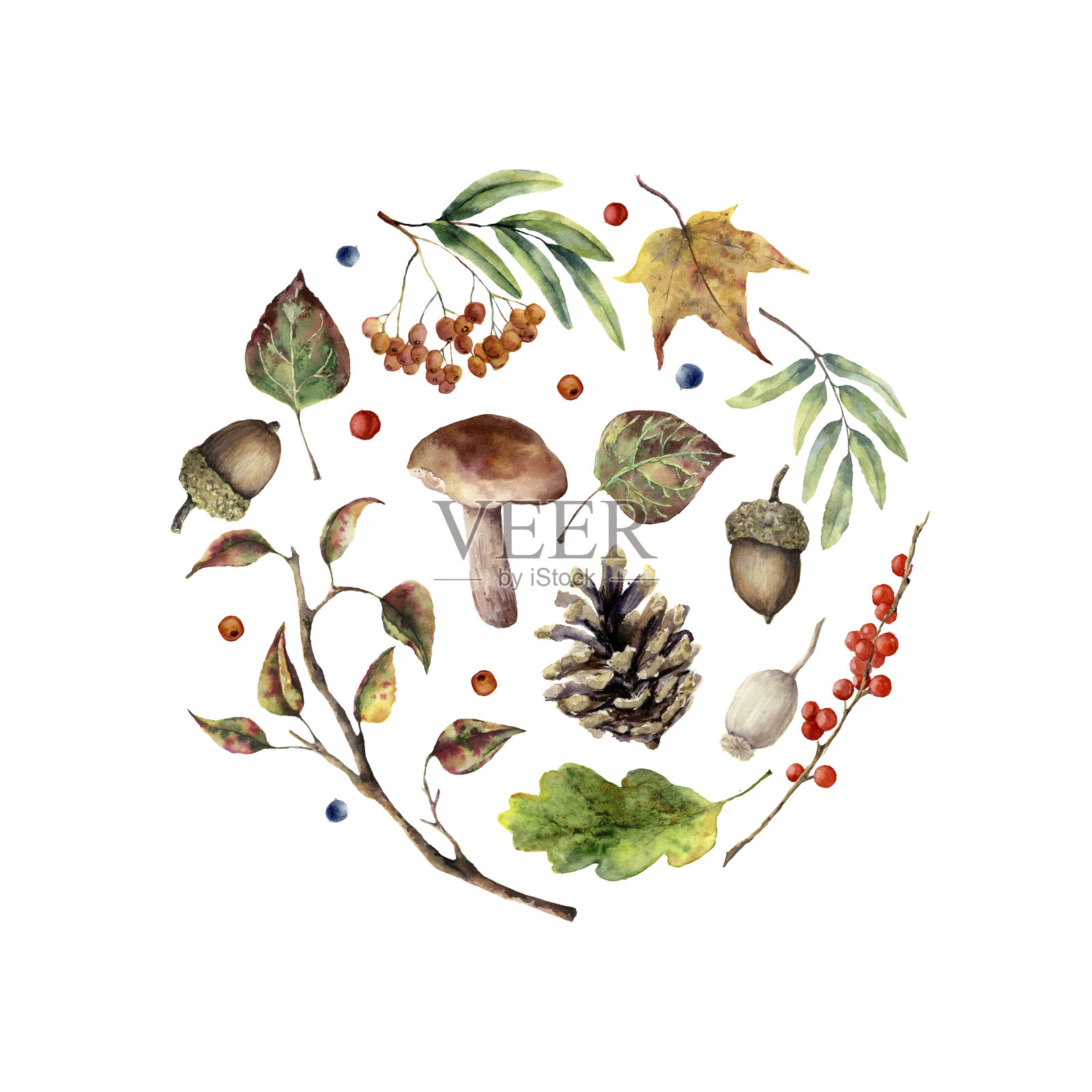 水彩秋天打印。手绘蘑菇，花楸，落叶，树枝，松果，浆果和橡子孤立在白色的背景。自然插图设计。插画图片素材