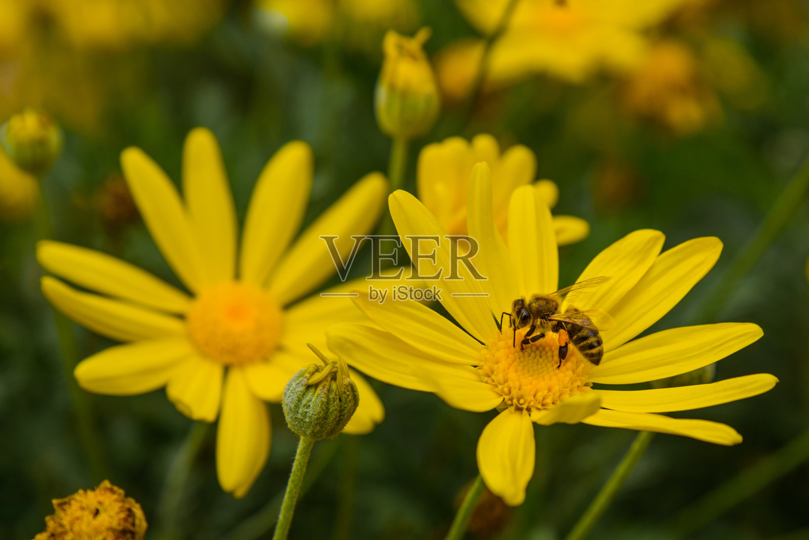 黄花与蜜蜂照片摄影图片