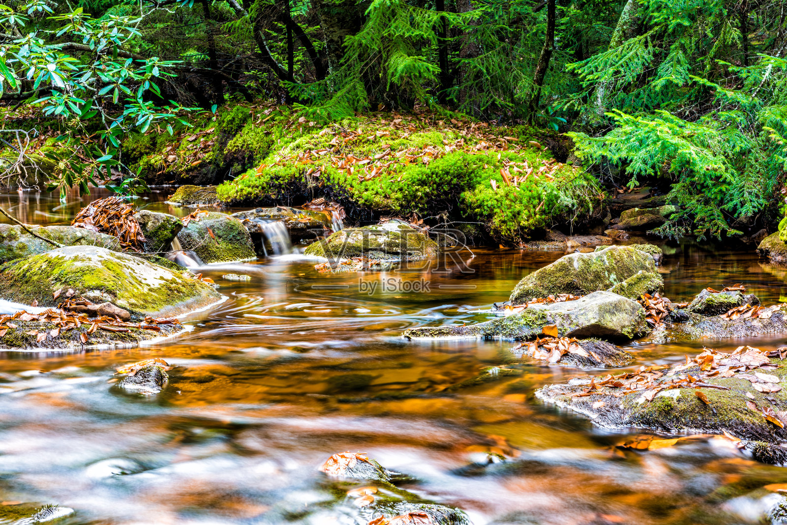 红溪在多莉草皮，西弗吉尼亚州秋天，秋天与绿色的松树林和平滑的水河，瀑布涟漪落在岩石，石头照片摄影图片