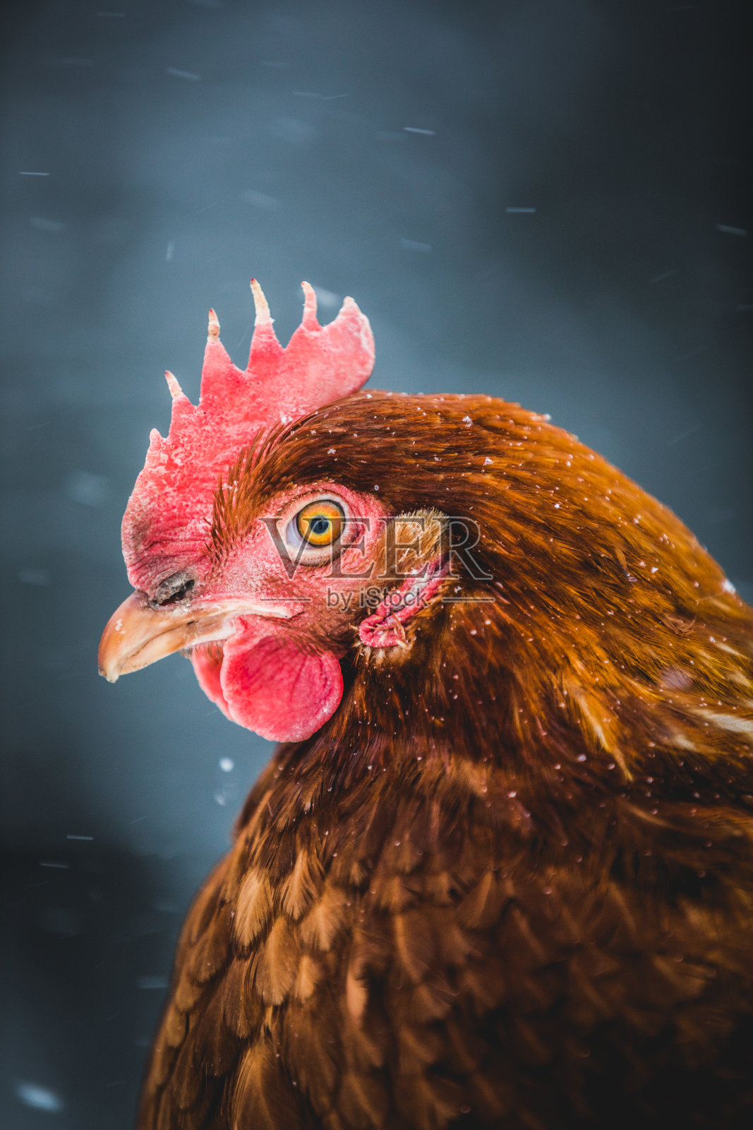 国内乡村鸡蛋鸡肖像在冬季风暴。照片摄影图片