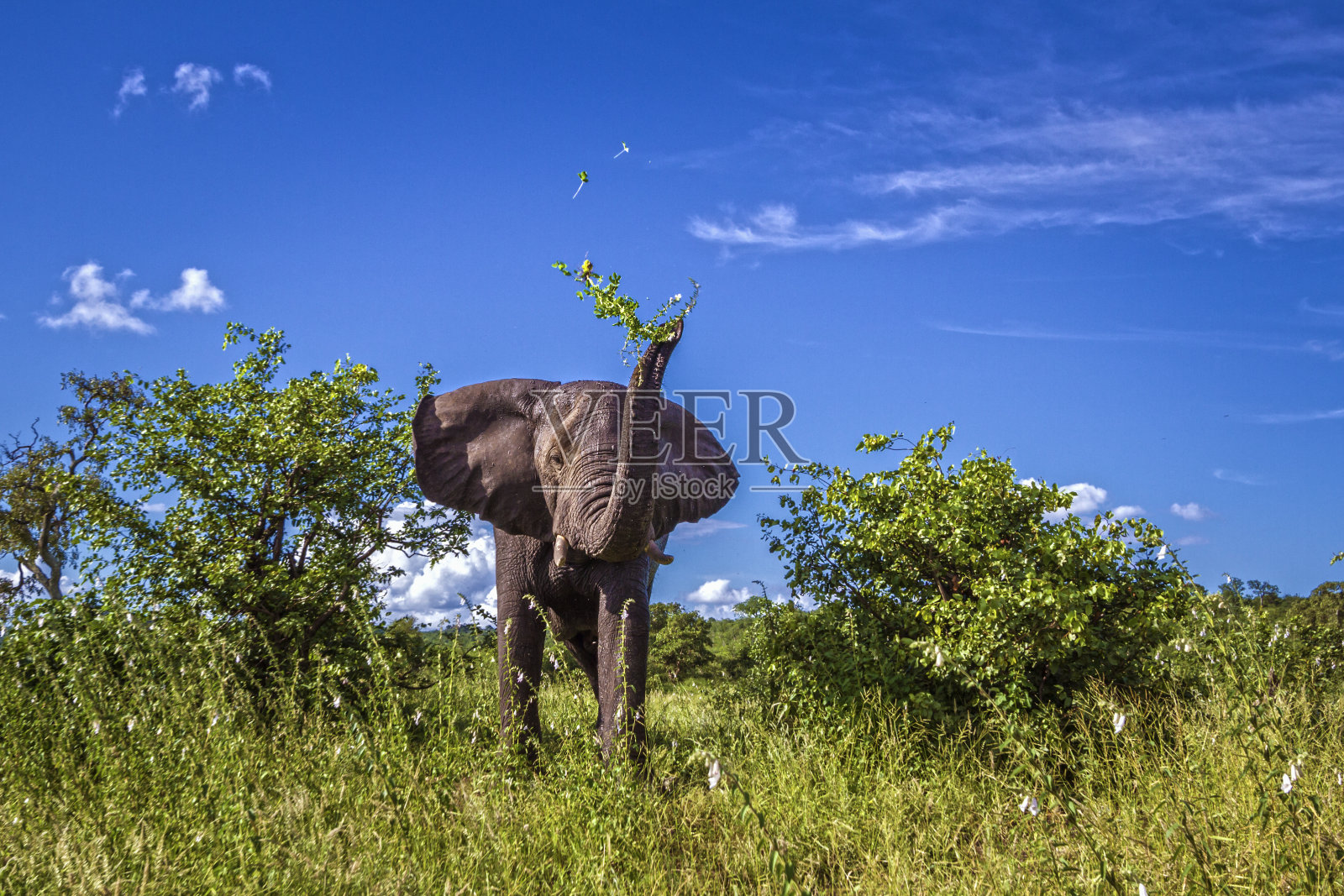 南非克鲁格国家公园的非洲丛林象照片摄影图片