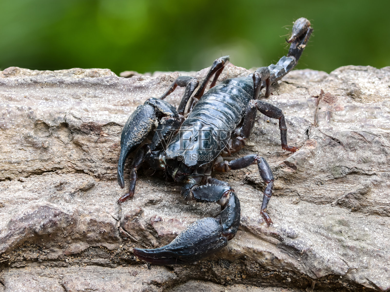 蝎子有毒生物体螫刺的无脊椎动物节肢动物尾巴螫针热带气候捕食爪生物