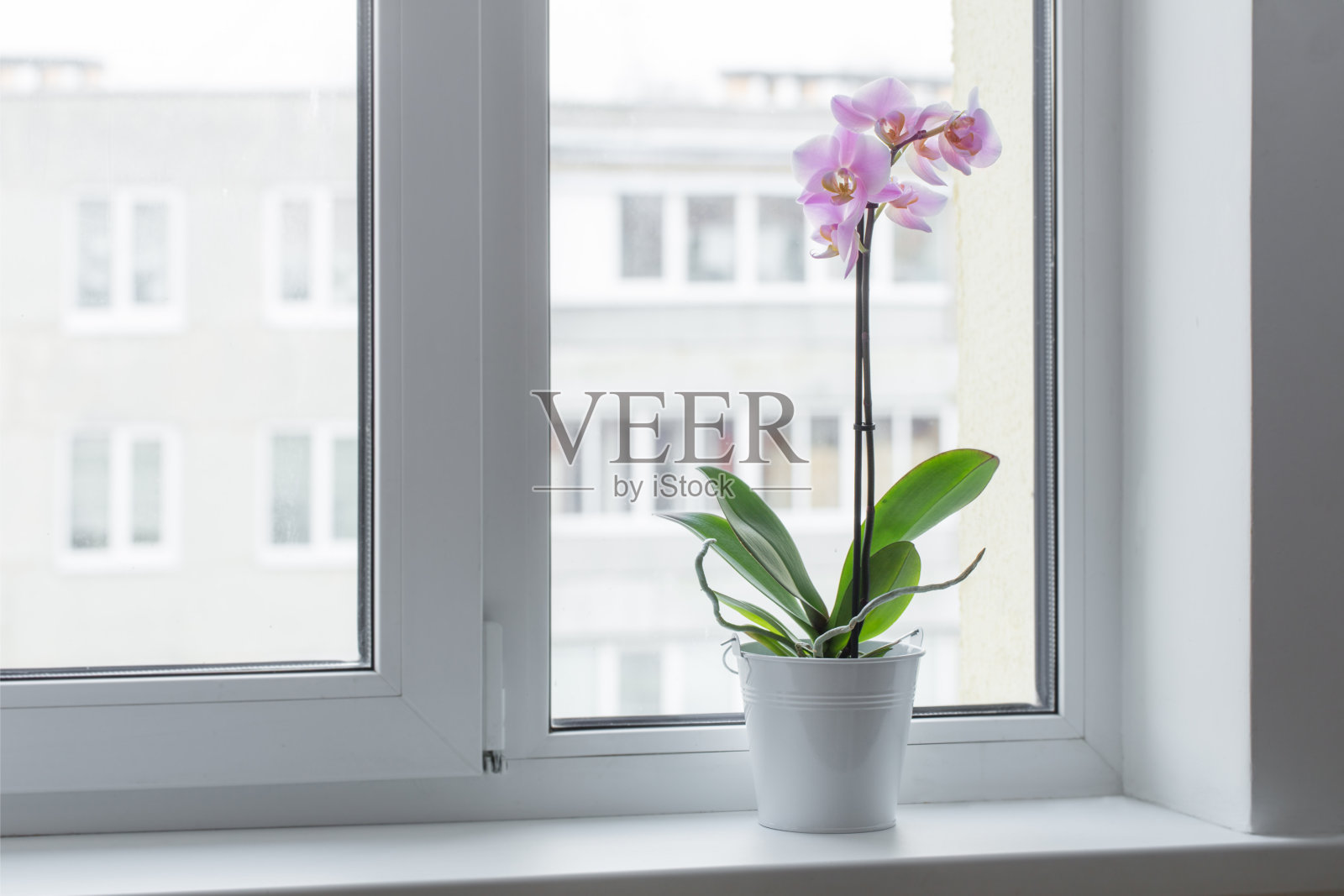 漂亮的兰花在窗台上照片摄影图片