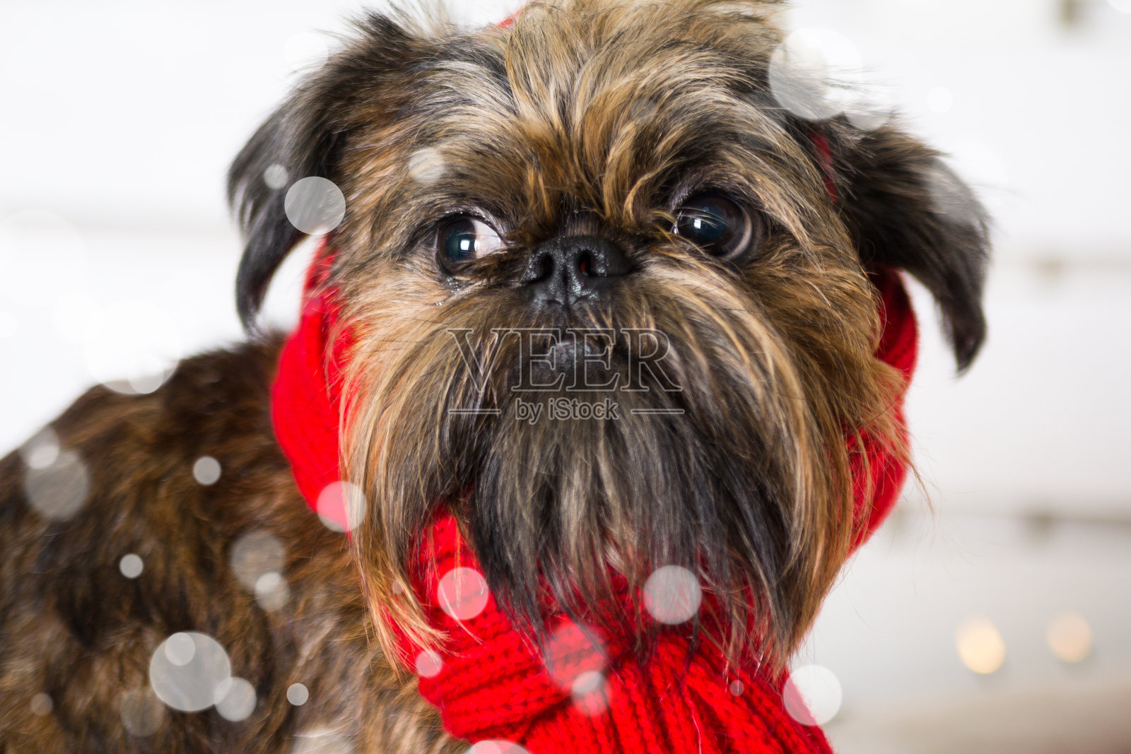 石祖狗戴着圣诞老人的帽子。狗年的概念照片摄影图片