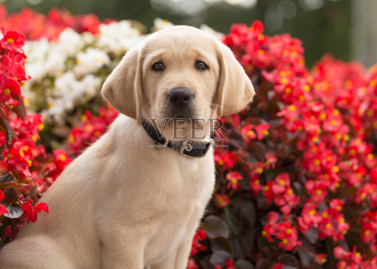 毛茸茸的黄色拉布拉多小狗坐在花前照片摄影图片