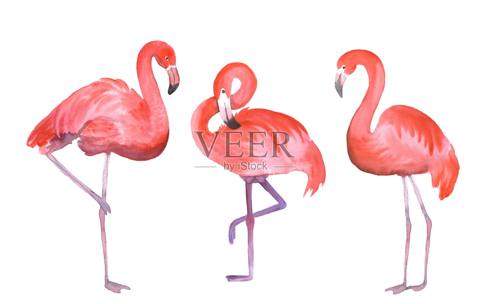 粉红色的火烈鸟插画图片素材