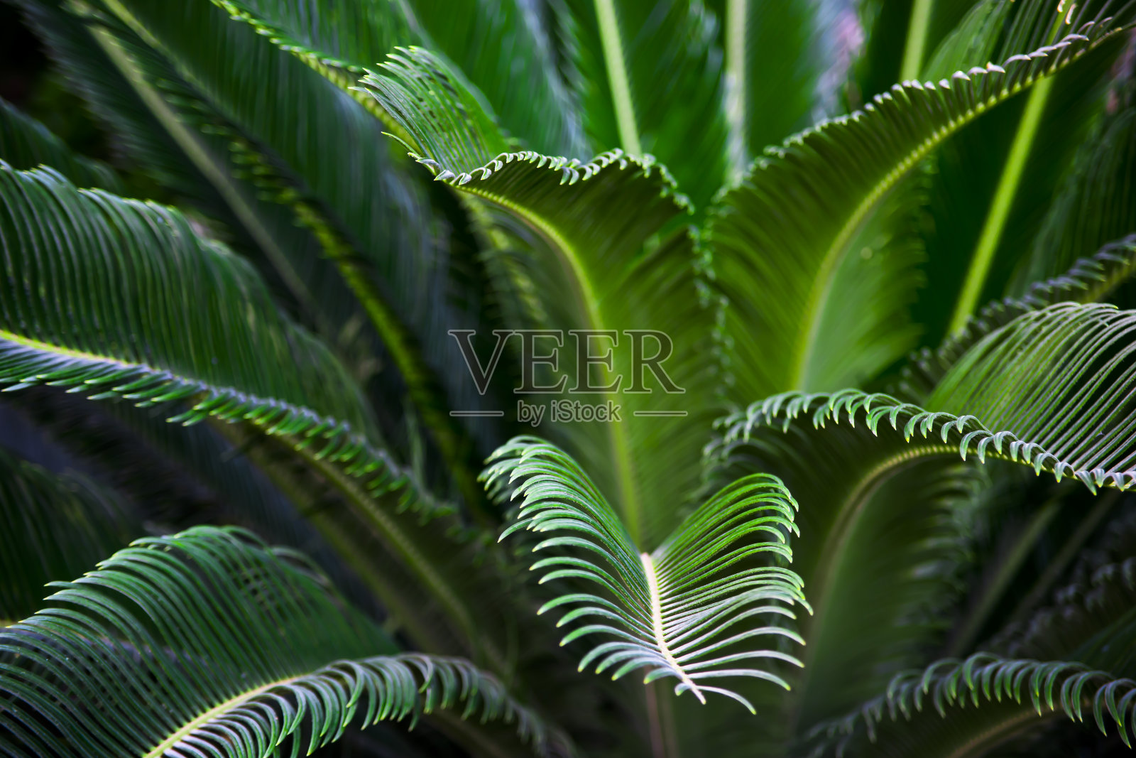 蝉属热带植物，枝叶薄而绿色。自然背景,纹理照片摄影图片