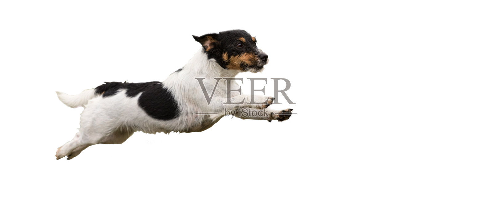 杰克罗素梗-小可爱的狗跑和跳跃孤立在白色的背景照片摄影图片
