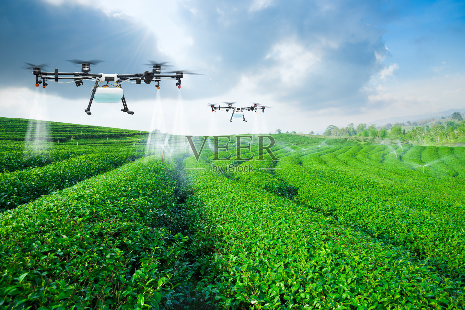 农业无人机飞向绿茶喷洒肥料照片摄影图片