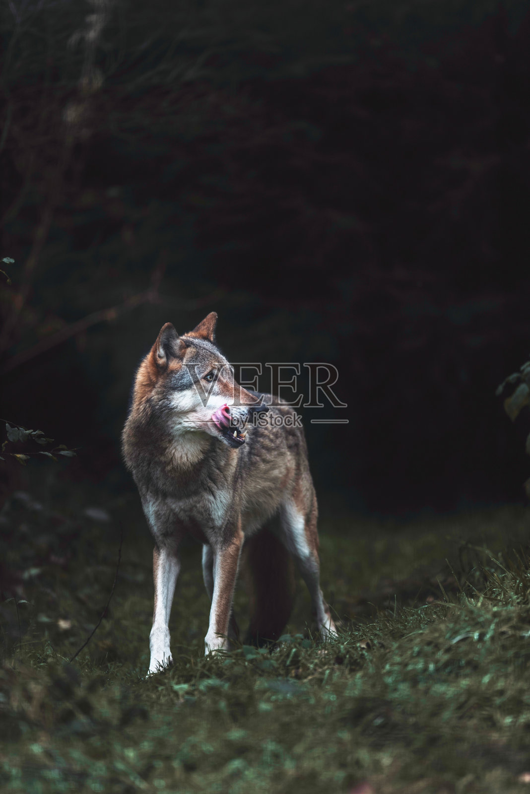 孤独的灰狼在黑暗的森林里。德国北莱茵-威斯特法伦州照片摄影图片
