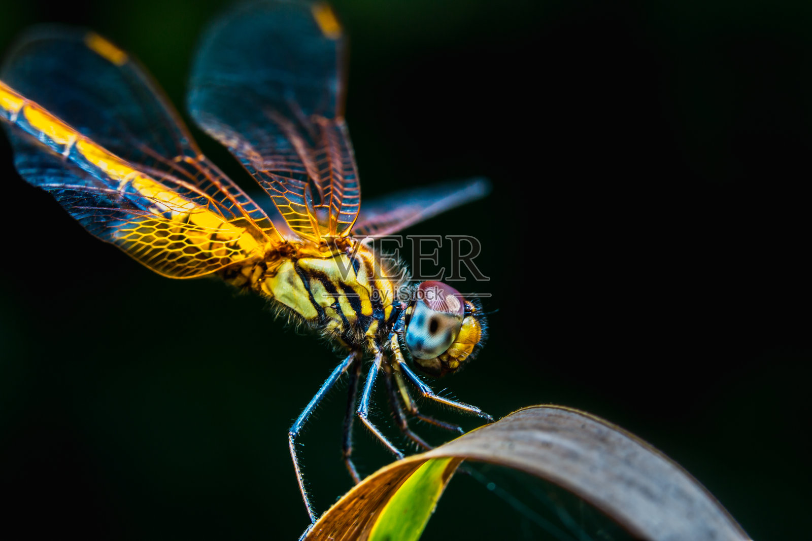 近距离微距黄色蜻蜓在黑色的背景照片摄影图片