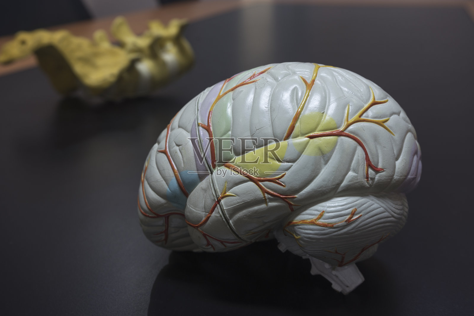 医生办公室的人脑模型照片摄影图片