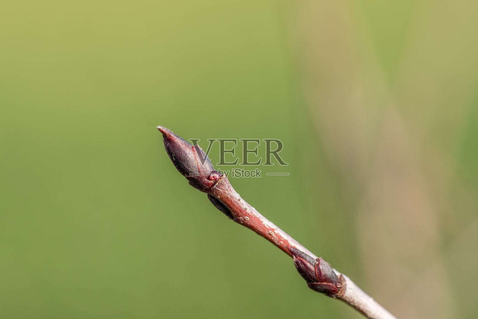 野樱桃茎上的芽，黑果藤照片摄影图片