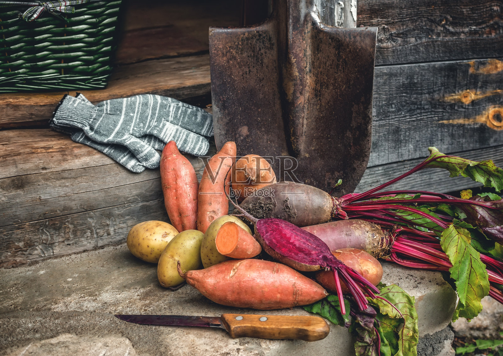 有机根茎蔬菜和一个简单的甘薯躺在铁锹和粗糙的布供给村庄。秋天的收获。复制的地方照片摄影图片