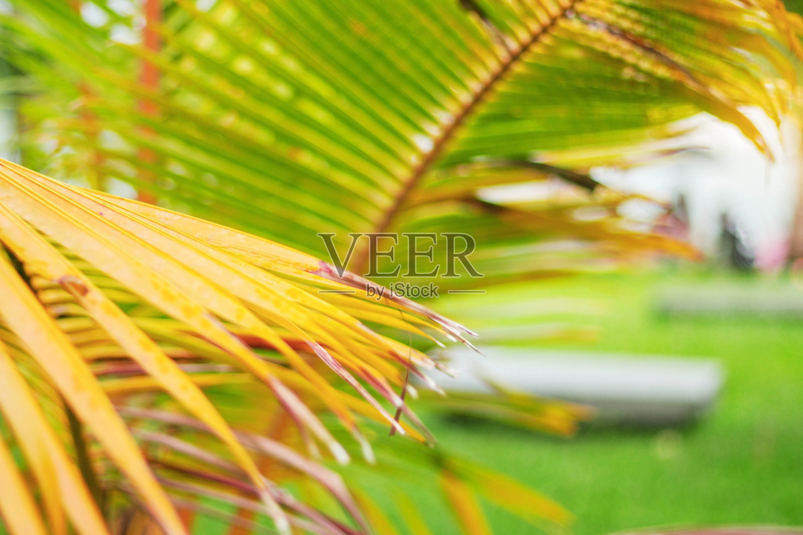 花园里的椰子叶。照片摄影图片