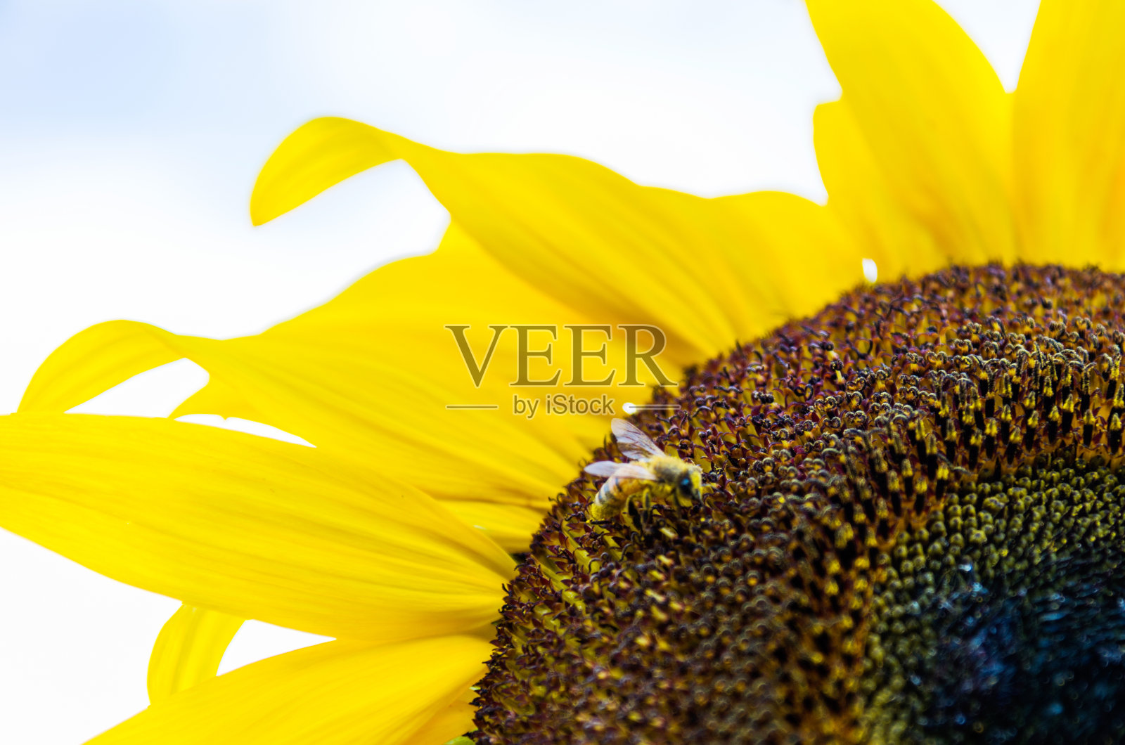 一只蜜蜂在向日葵上工作照片摄影图片