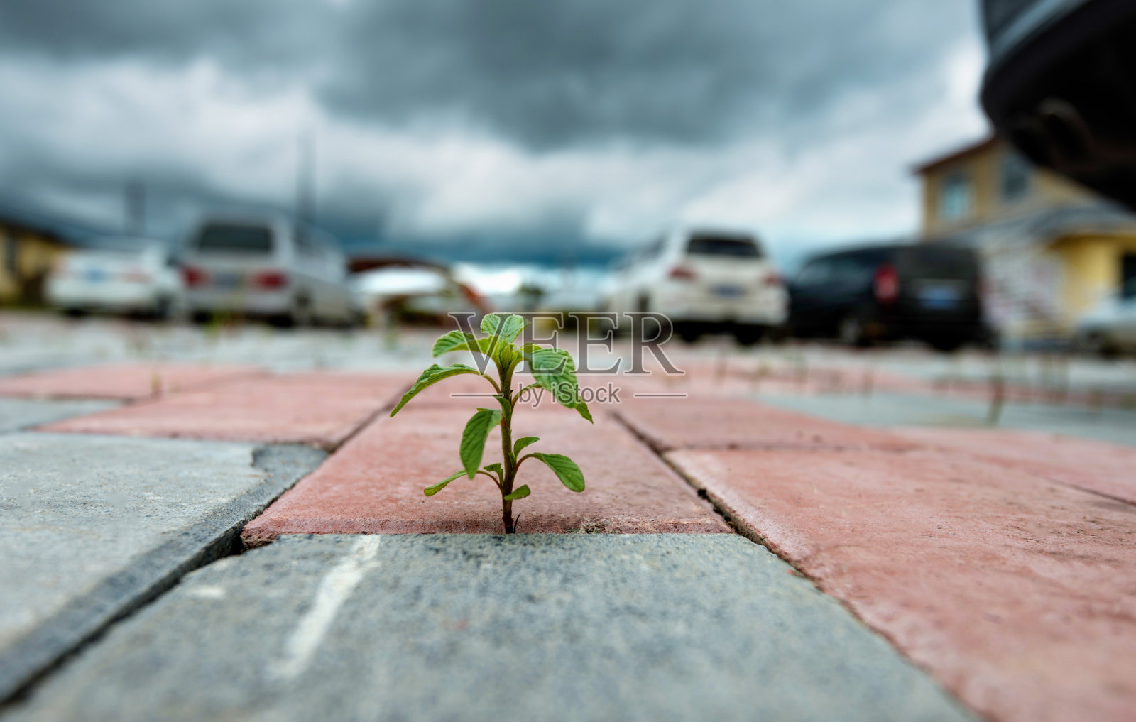 在砖地上生长的小植物照片摄影图片