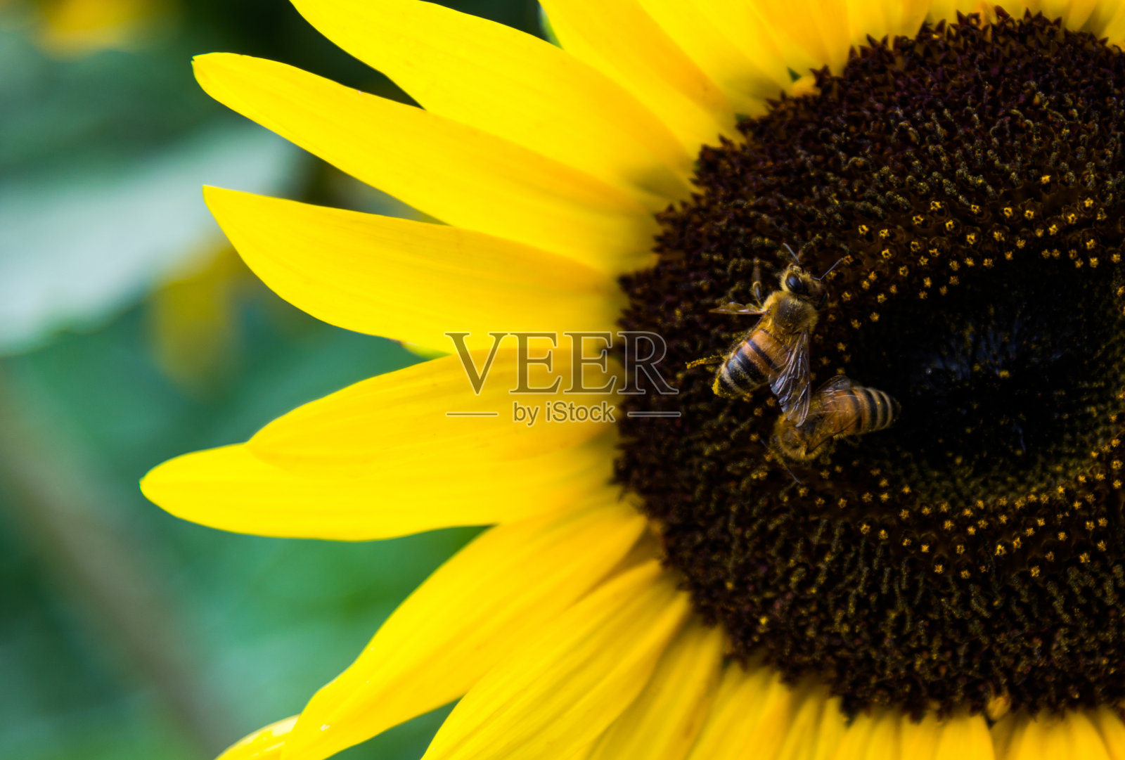 蜜蜂在向日葵上工作照片摄影图片