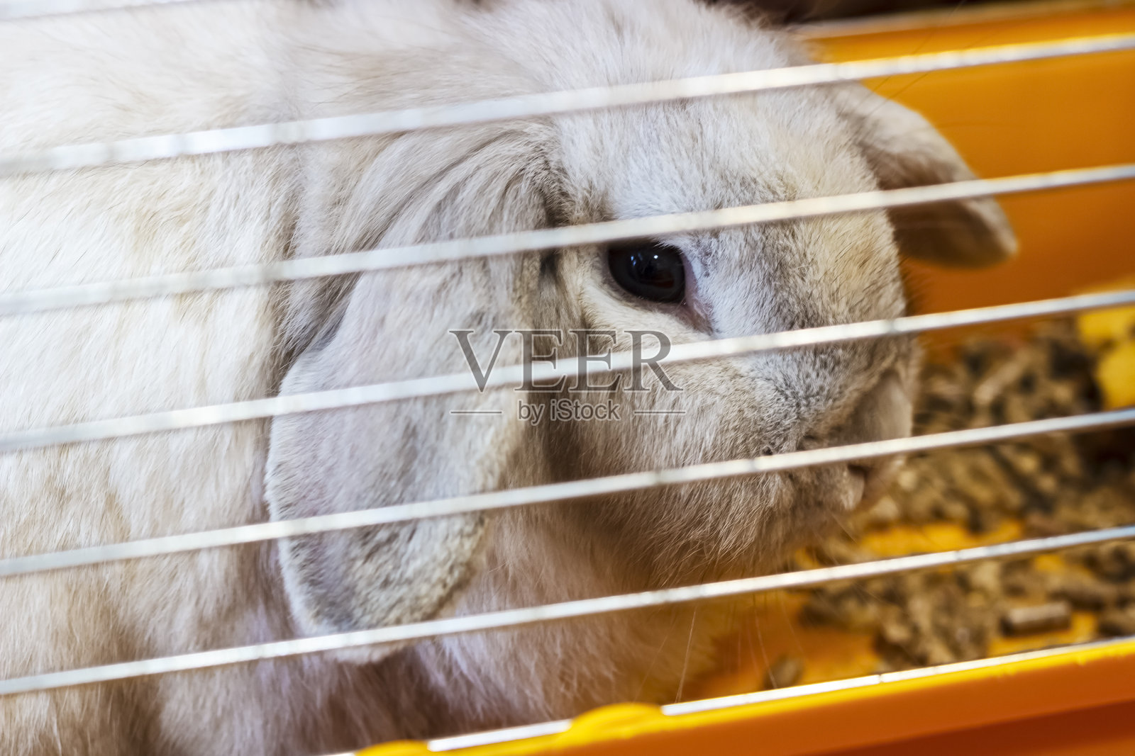 兔子。灰色的兔子坐在黄色的笼子里。特写镜头。照片摄影图片