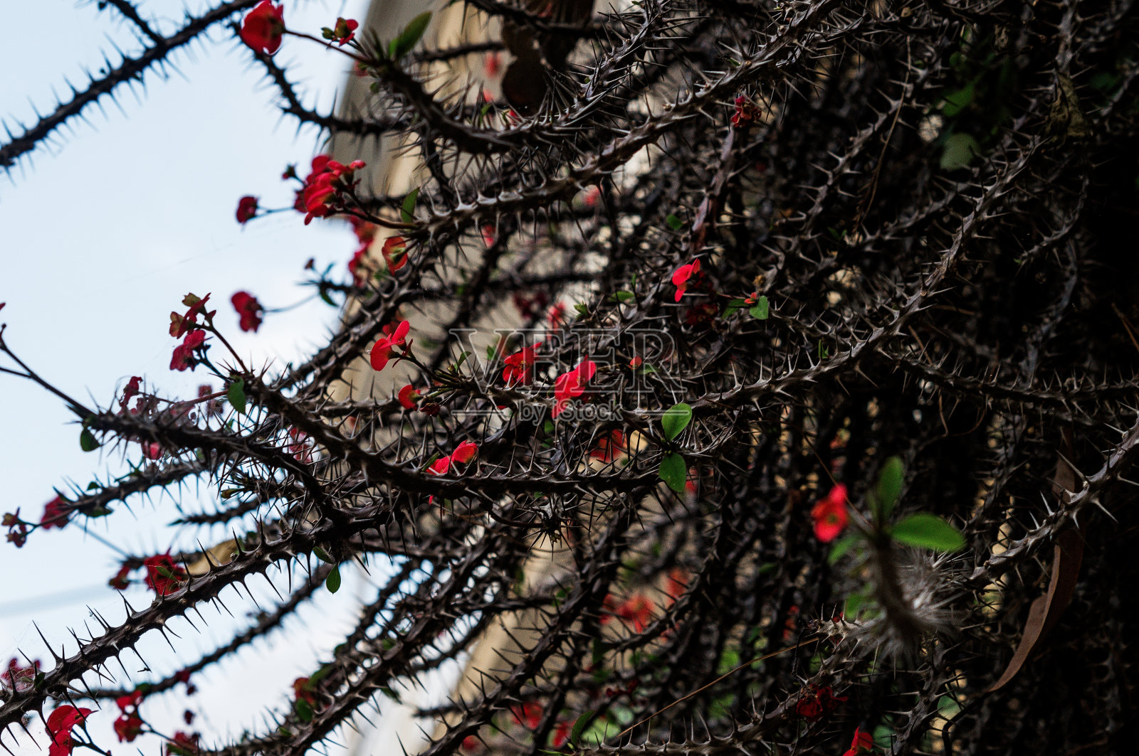 令人惊叹美丽的野生仙人掌红花背景照片摄影图片