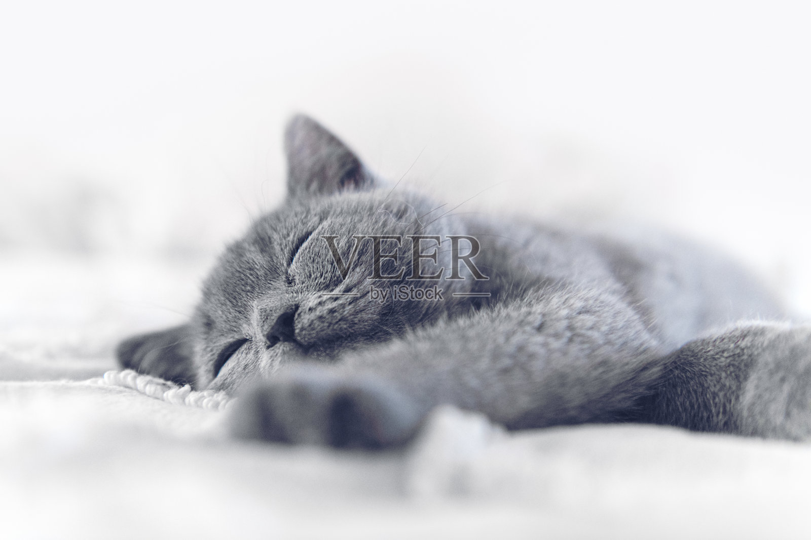 小猫睡觉照片摄影图片