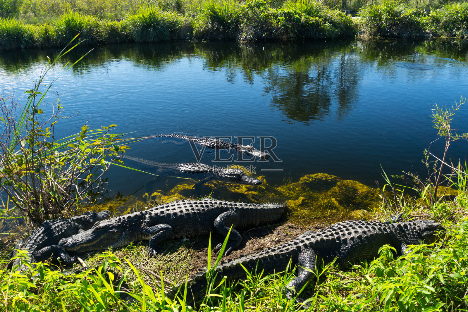 美国佛罗里达州，一群鳄鱼在大沼泽地国家公园享受阳光照片摄影图片