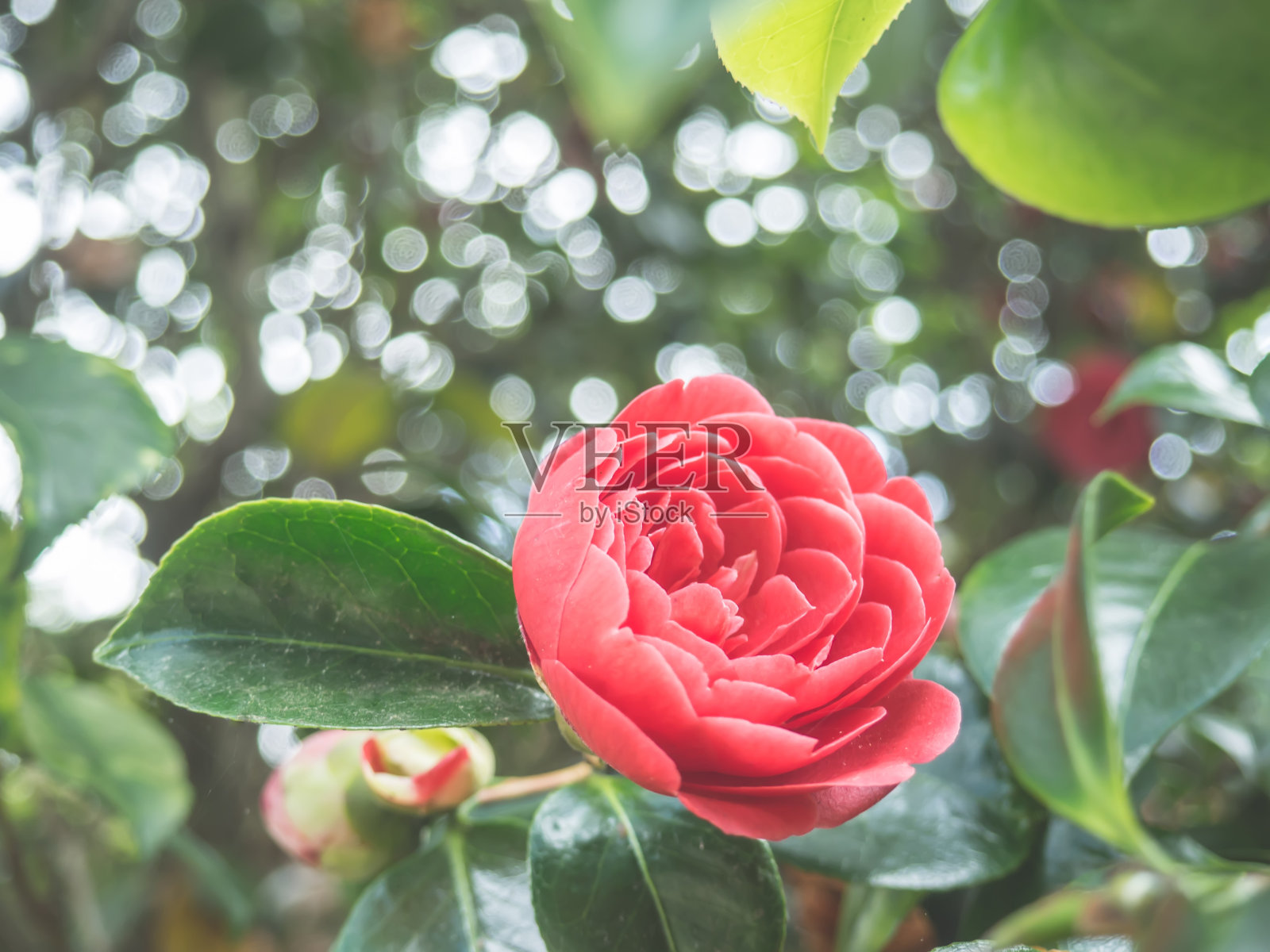 近距离观看一个美丽的粉红色茶花japonica花在花园对软聚焦的背景。照片摄影图片