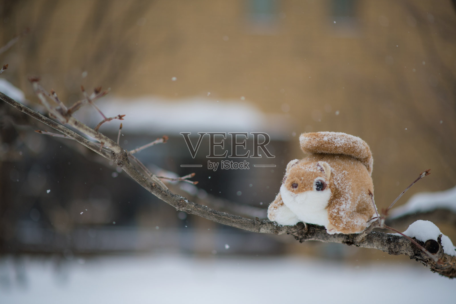 北海道的西伯利亚飞鼠玩偶在树上照片摄影图片
