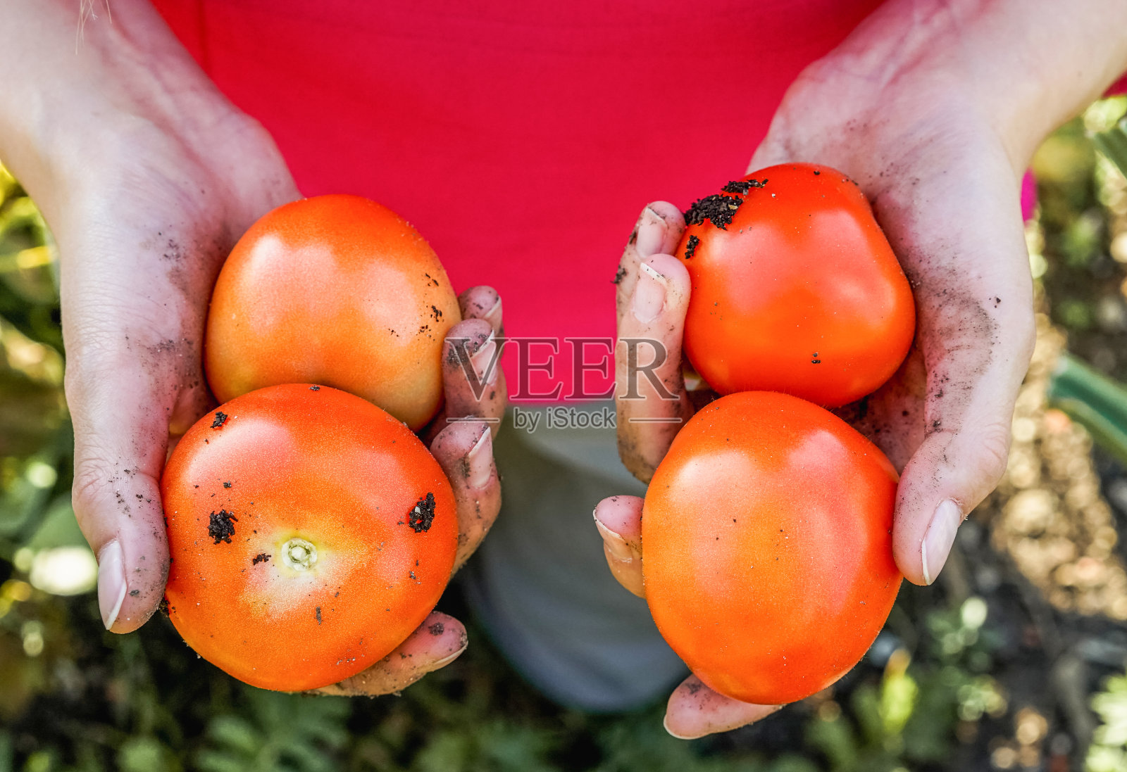 女人采摘蔬菜在阳光明媚的一天在后院花园-俯视图园丁女孩的手-关注西红柿-自然，生活方式，绿色拇指和培育概念照片摄影图片