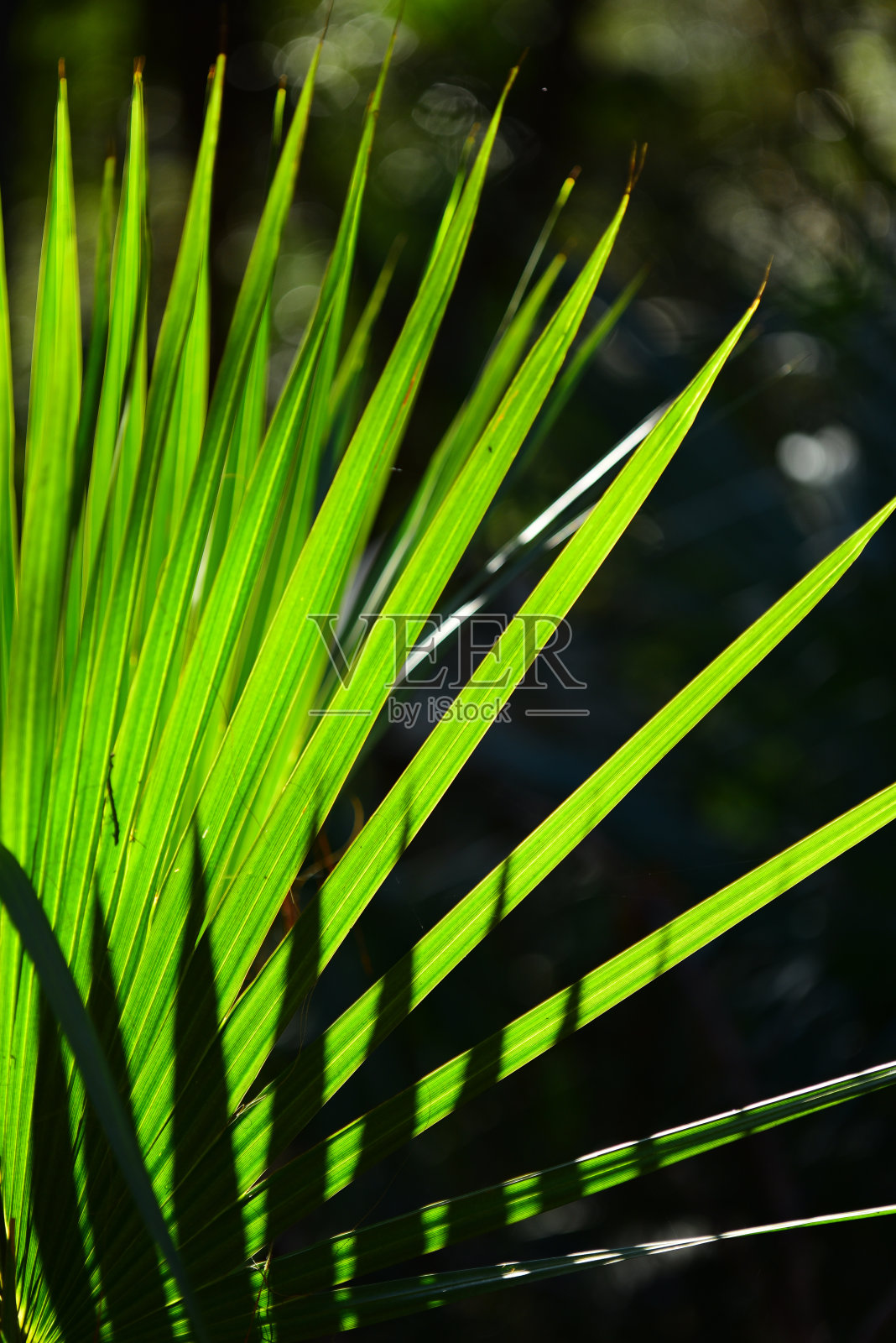 近距离的尖尖的阴影在背照亮棕榈叶照片摄影图片