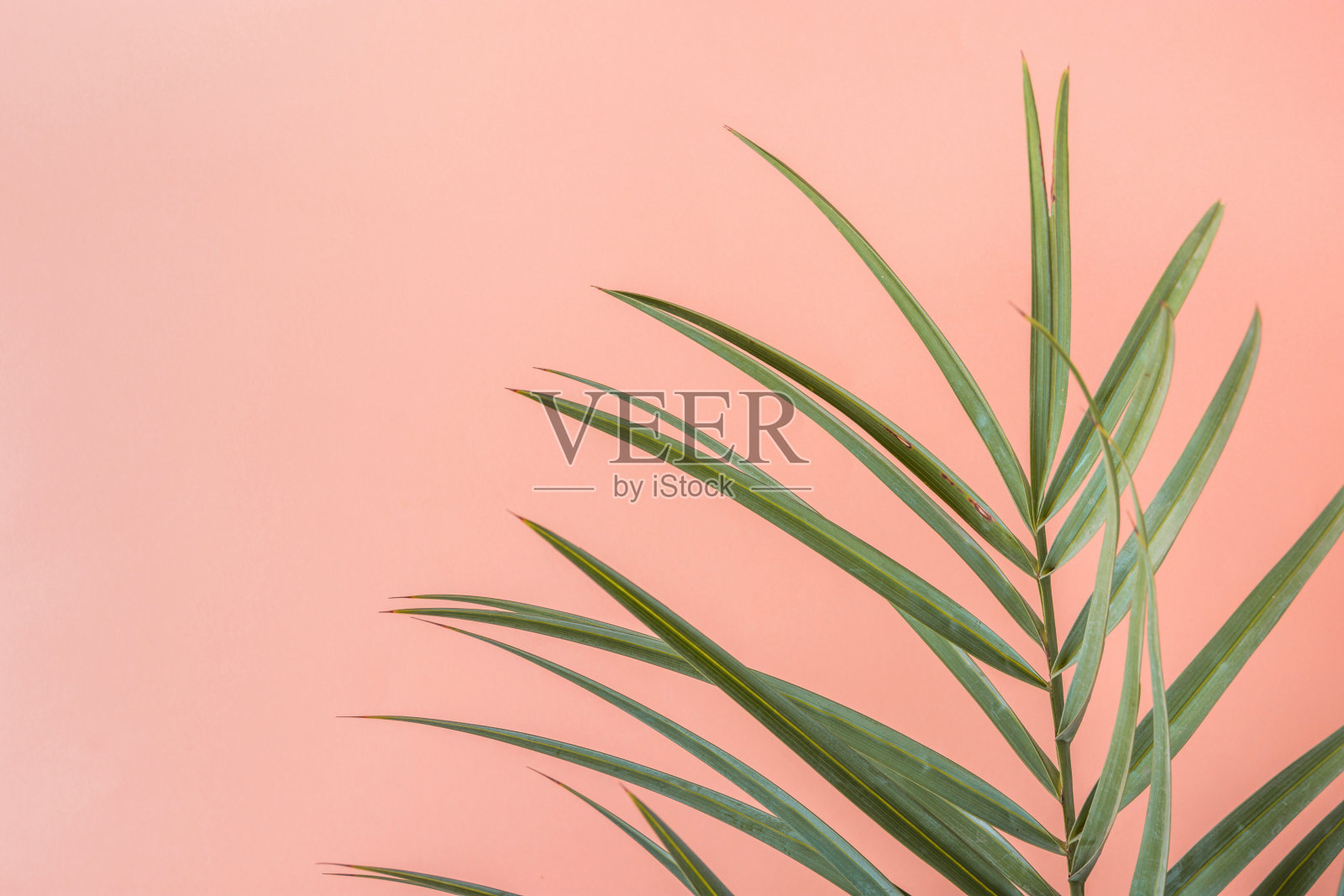 尖的棕榈树叶在粉红色的桃色墙背景。室内植物装饰。时髦的风格柔和的颜色。海滨度假乐趣旅游时尚概念。本空间照片摄影图片