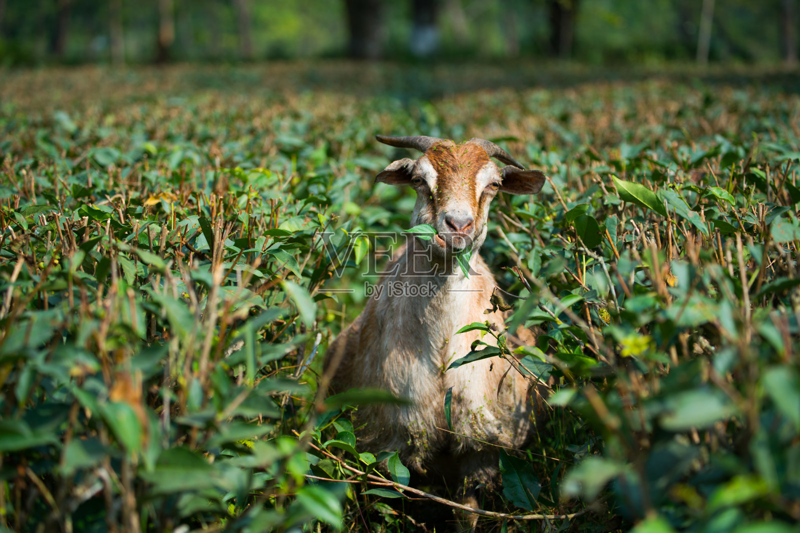 农场里吃草和茶叶的山羊照片摄影图片