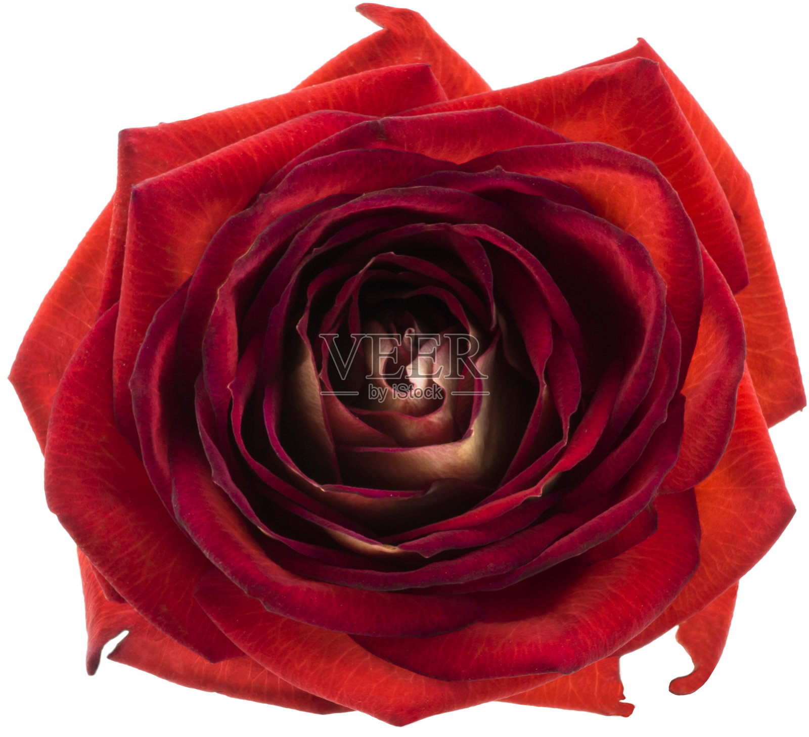 红玫瑰花大孤立在白色上照片摄影图片