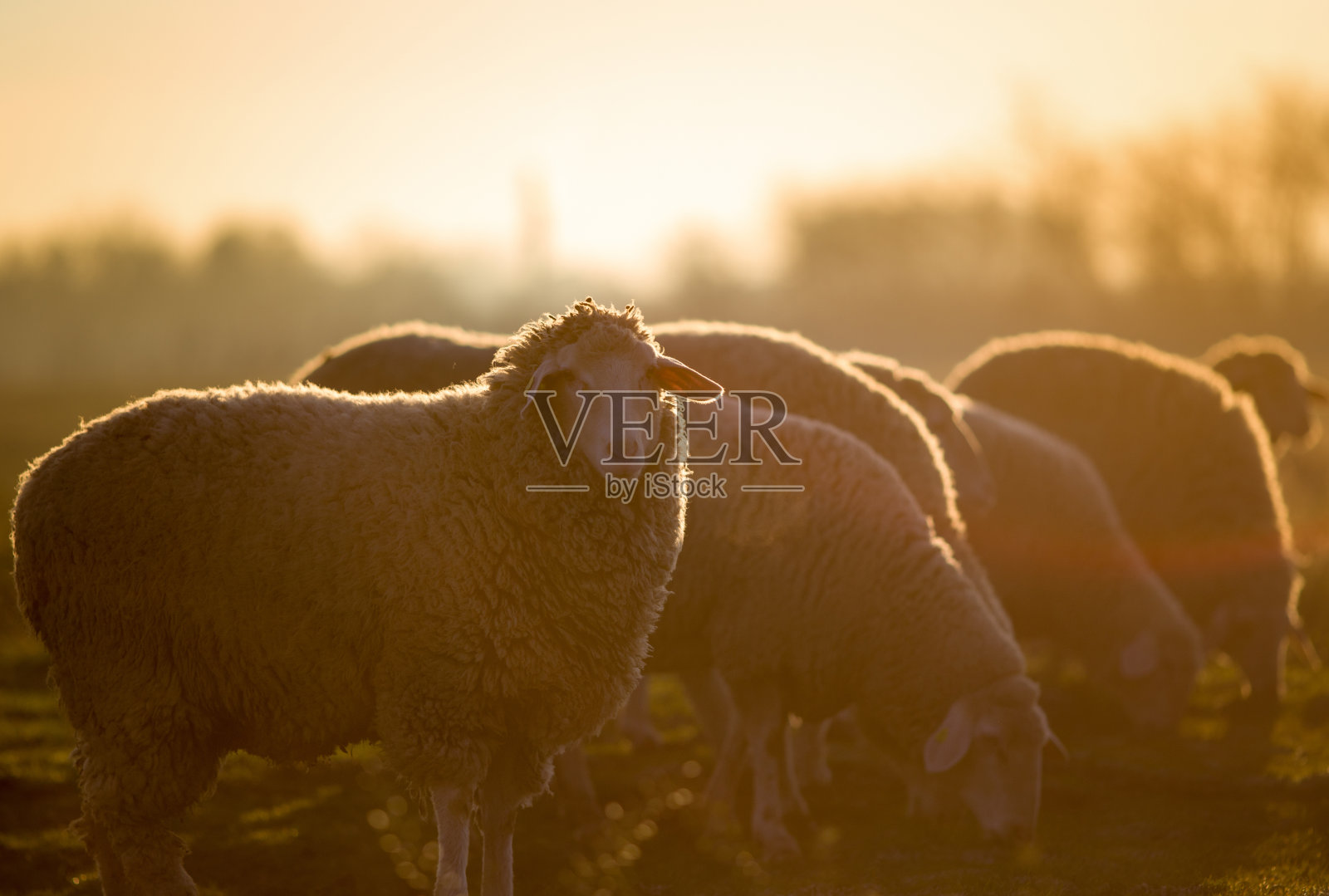 农场上的羊群照片摄影图片