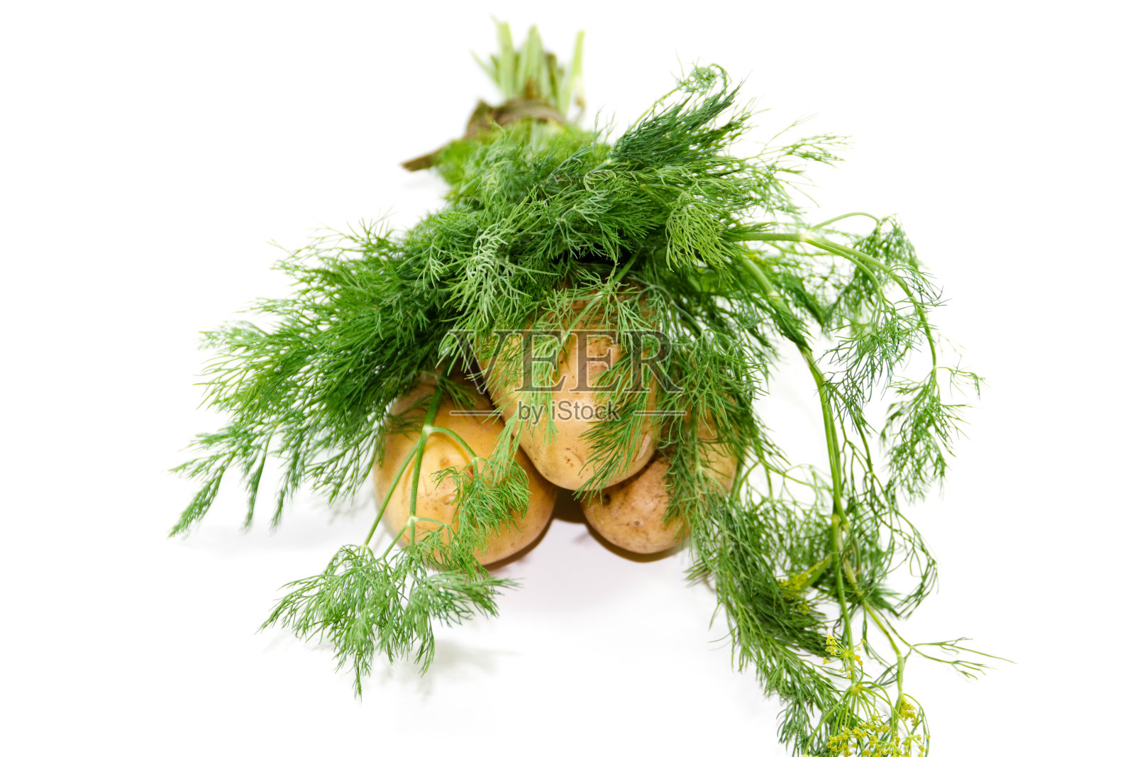 新鲜的绿色小茴香与土豆照片摄影图片