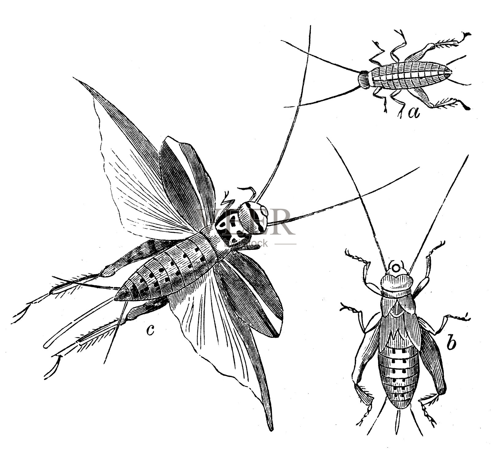 家蟋蟀(gryllus domesticus)的古董插图设计元素图片