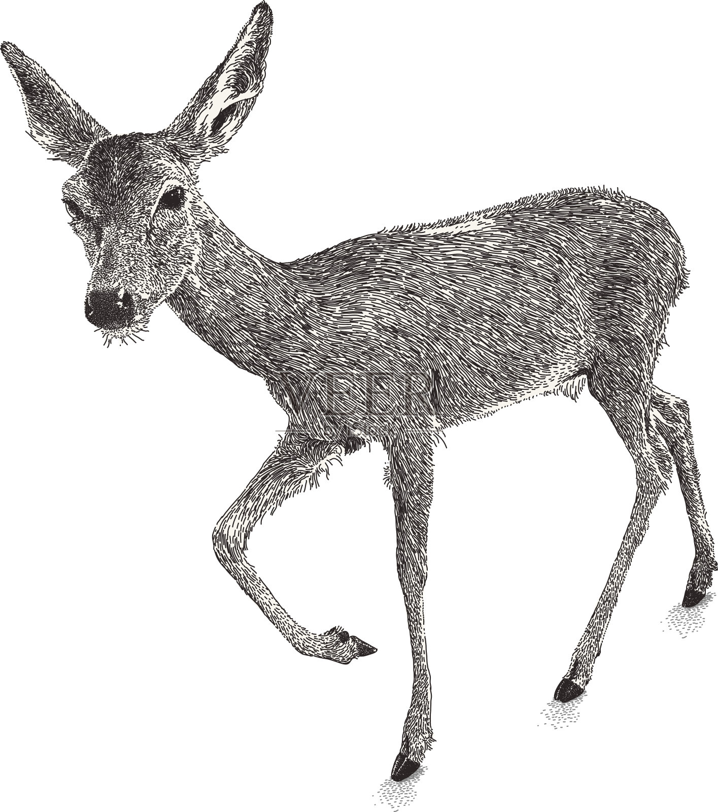 鹿插画图片素材