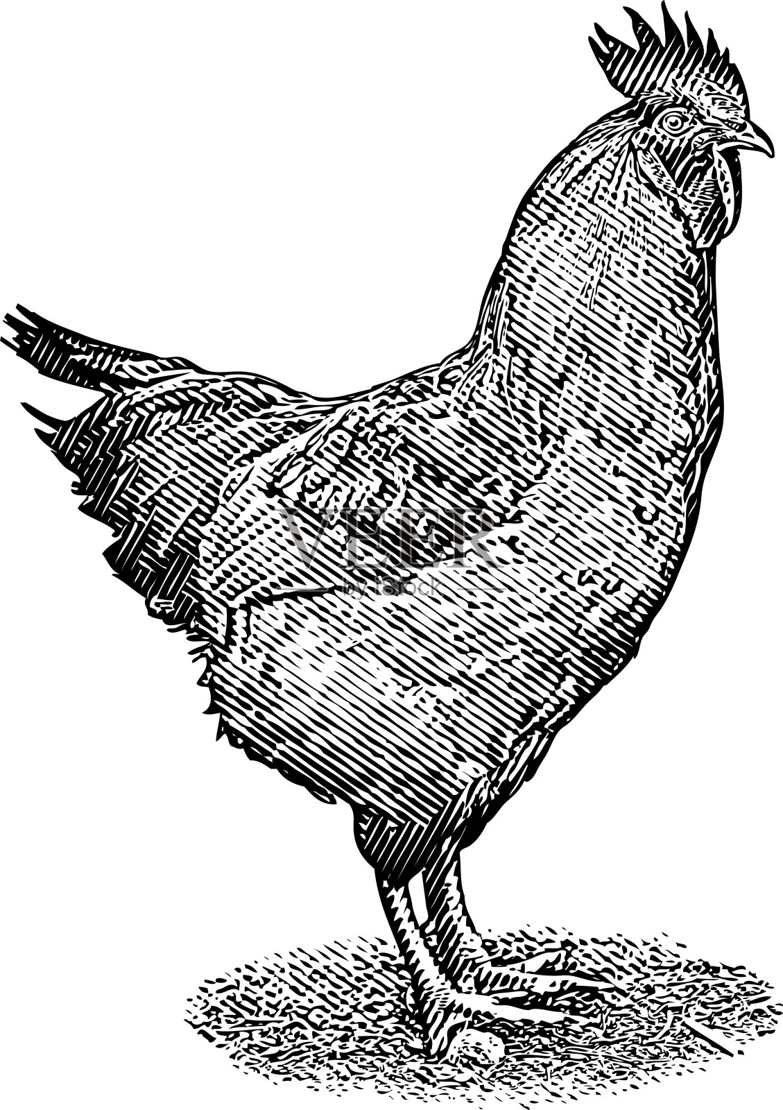 公鸡孤立在白色背景插画图片素材