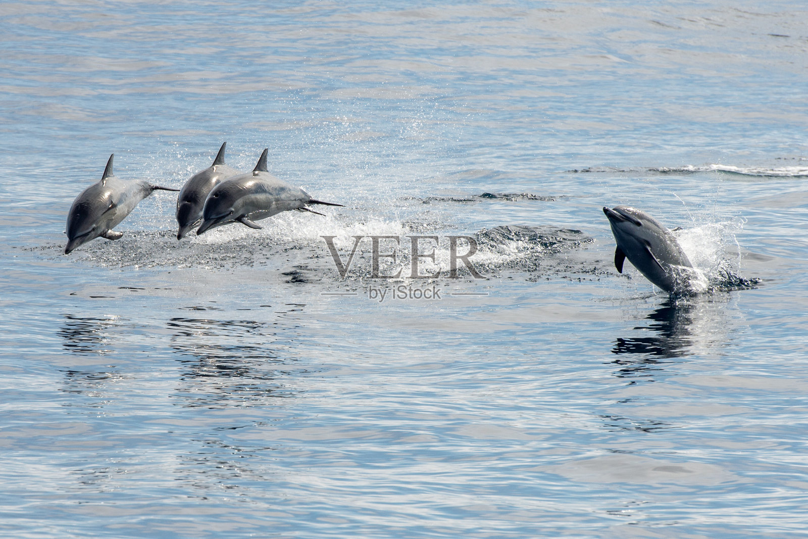 普通的海豚在海洋外跳跃照片摄影图片