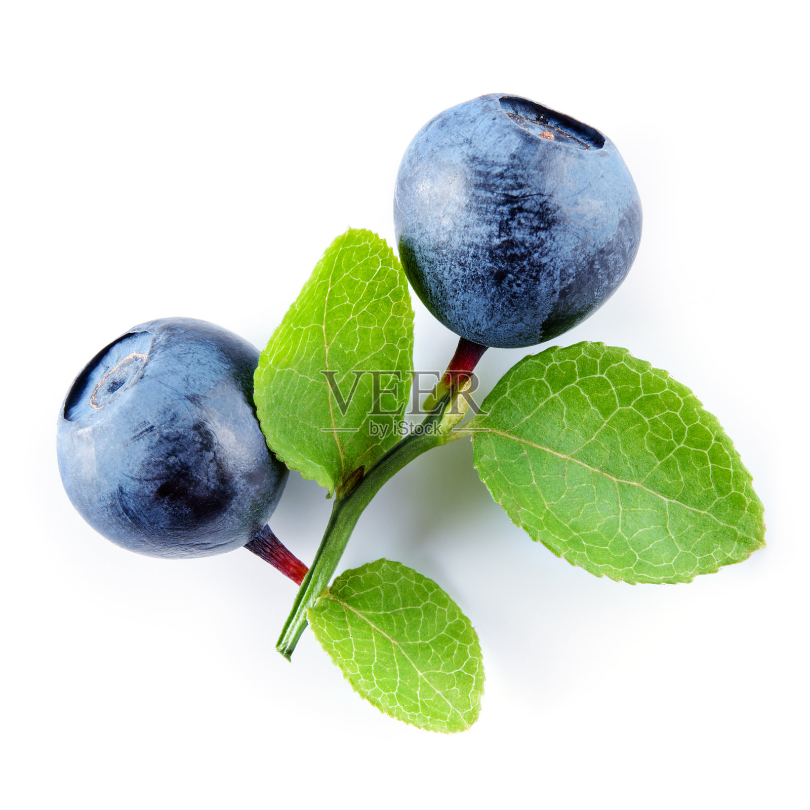 蓝莓。蓝莓孤立在白色上。有叶的蓝莓植物。剪切路径。照片摄影图片