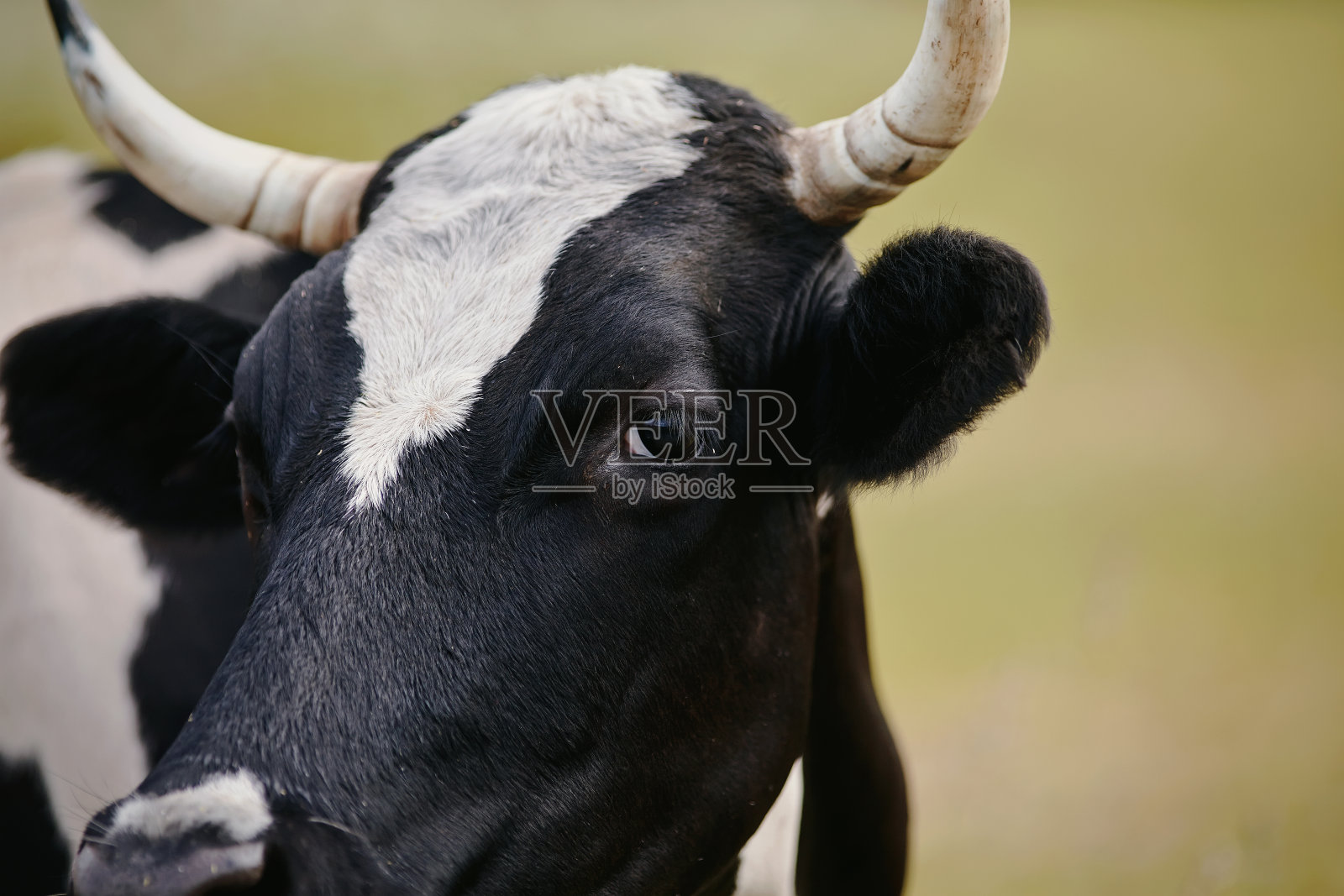 一头牛的肖像，黑色和白色斑点照片摄影图片