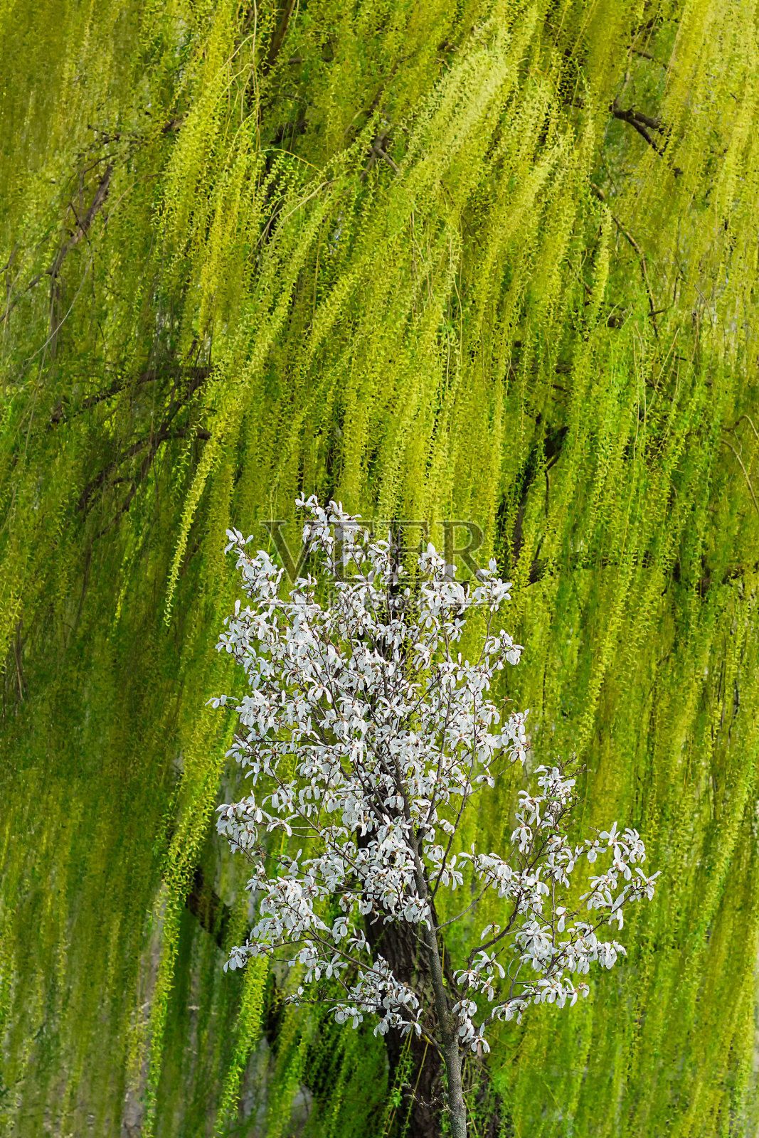 柳树的枝条在风中摇曳，前面是一棵开满小花的树照片摄影图片
