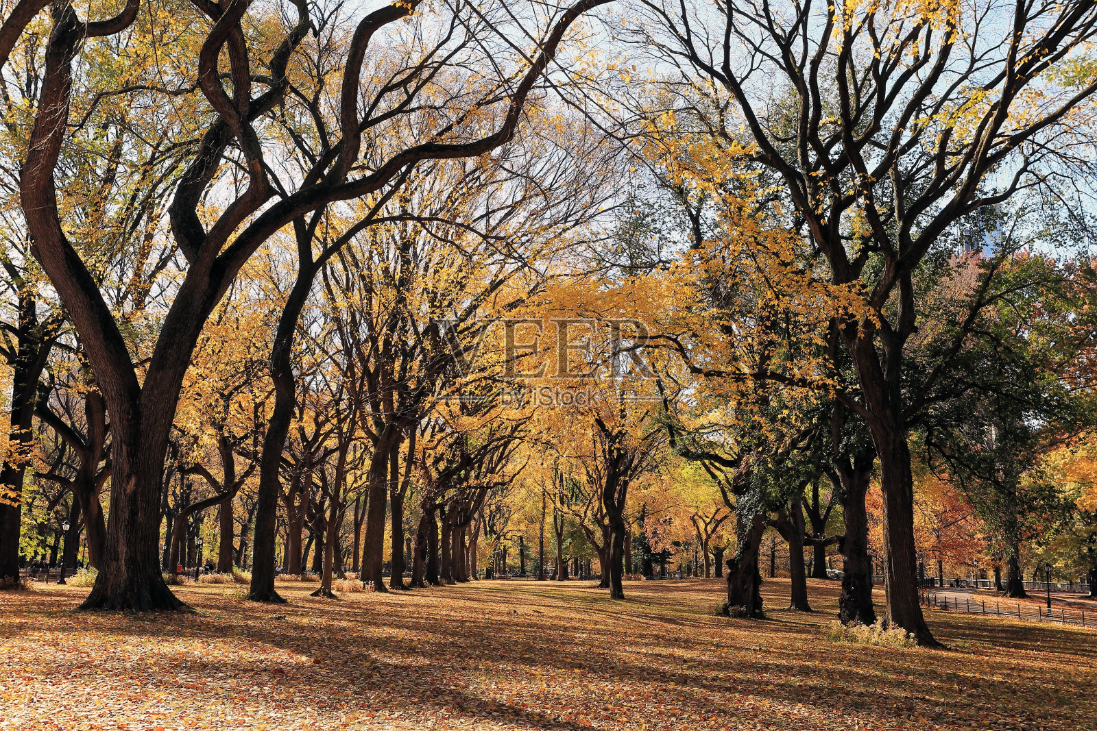 秋季的中央公园照片摄影图片