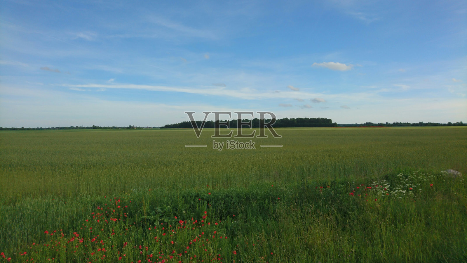 地平线上点缀着罂粟花的绿色田野和蔚蓝的天空照片摄影图片