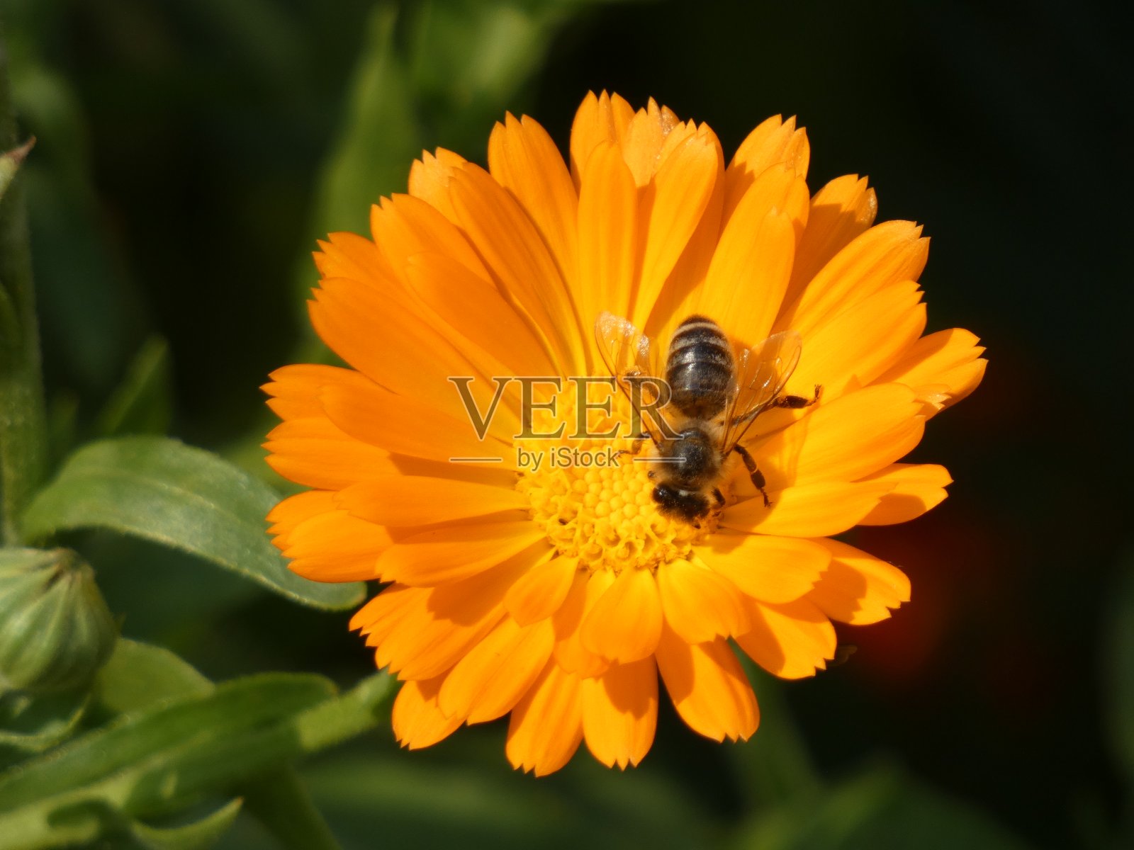 金盏花中的蜜蜂照片摄影图片