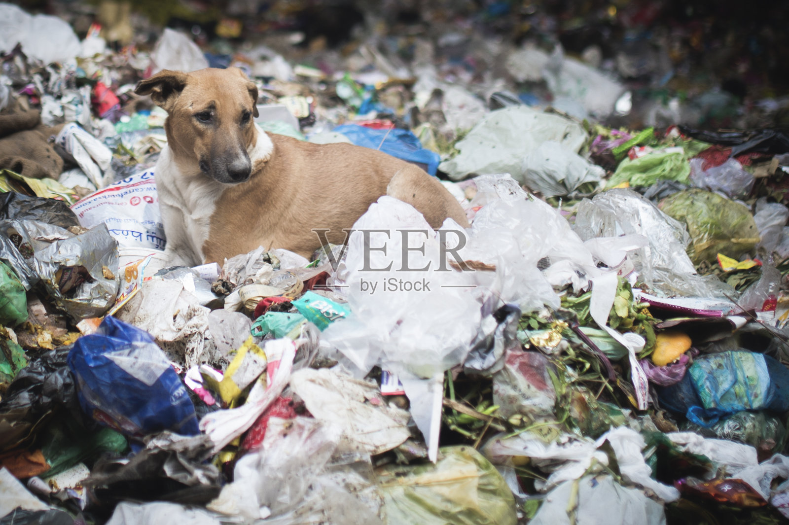 在印度，狗在垃圾场里照片摄影图片